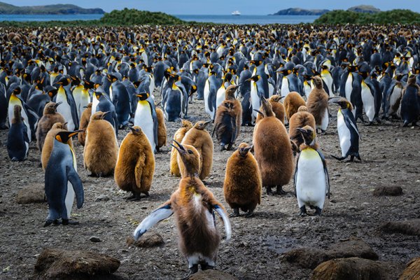 150.000 King Penguins in South Georgia Island King penguins South Georgia