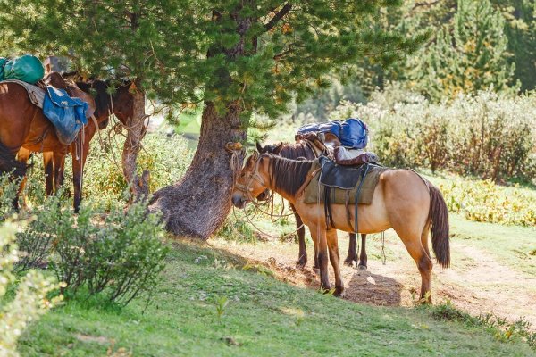 Resting horses, Patagonia Resting horses, Patagonia