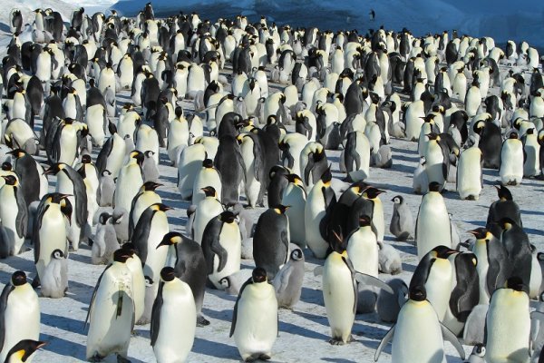 Penguins, east Antarctica A colony of King penguins