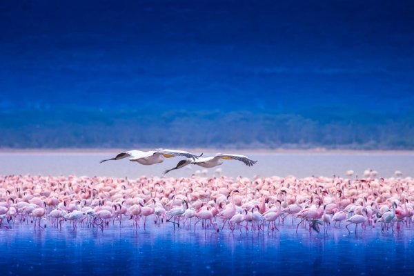 Africa wildlife experience, Flock of flamingos