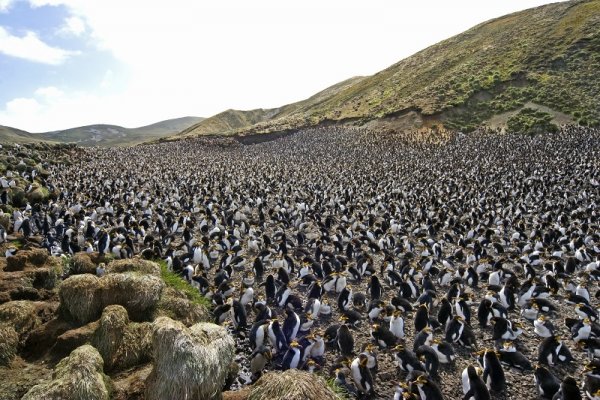 Penguin habitat, The Falkland Islands Penguin habitat, The Falkland Islands
