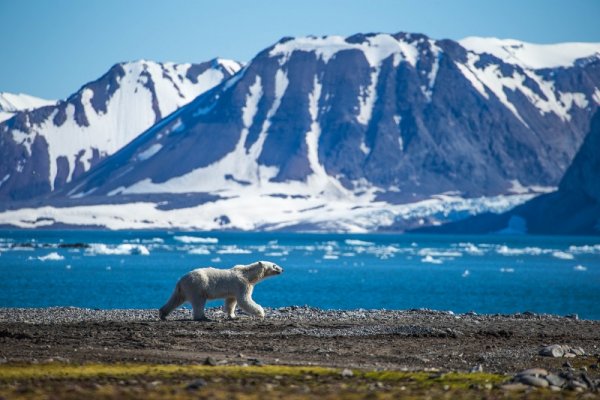Polar Bear in South Spitsbergen Polar Bear in South Spitsbergen