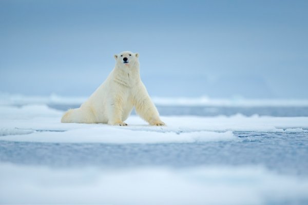 Polar bear on the ice floes, Spitsbergen Polar bear on the ice floes, Spitsbergen