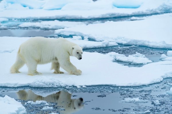 Polar bear hunting seals, Arctic Polar bear hunting seals, Arctic