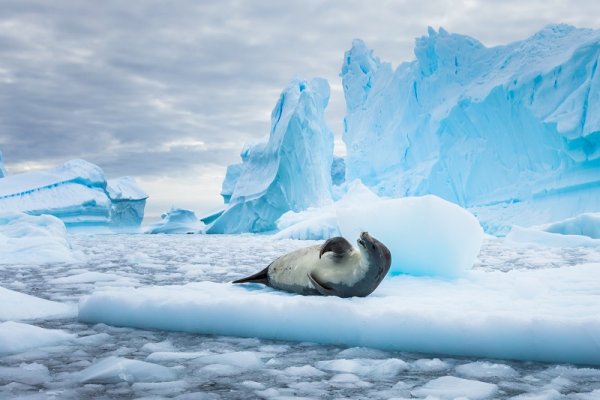 Seal lying on the blue floating ice in Antarctica Seal lying on the blue floating ice in Antarctica