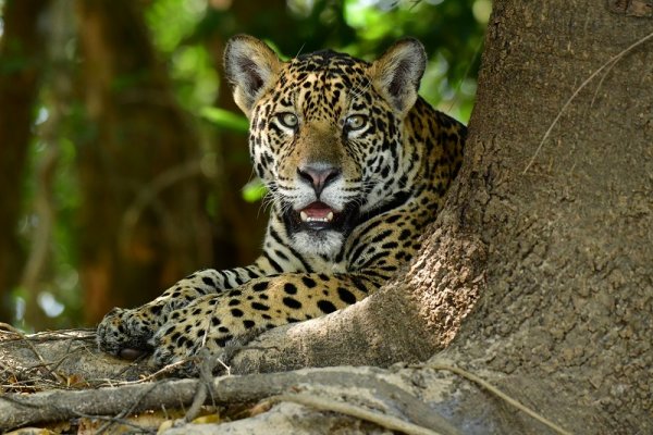 Pantanal Jaguar, Amazon Rainforest Pantanal Jaguar, Amazon Rainforest