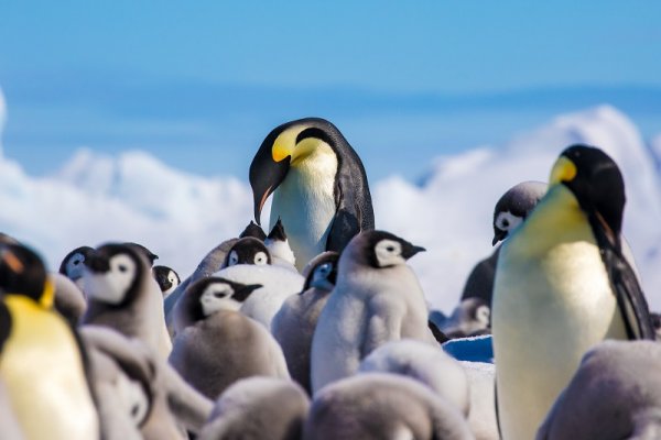 Emperor Penguins and chicks, Antarctica Emperor Penguins and chicks, Antarctica