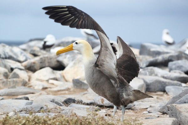 Galapagos albatross getting ready to fly in the Espanola Island Galapagos albatross getting ready to fly in the Espanola Island