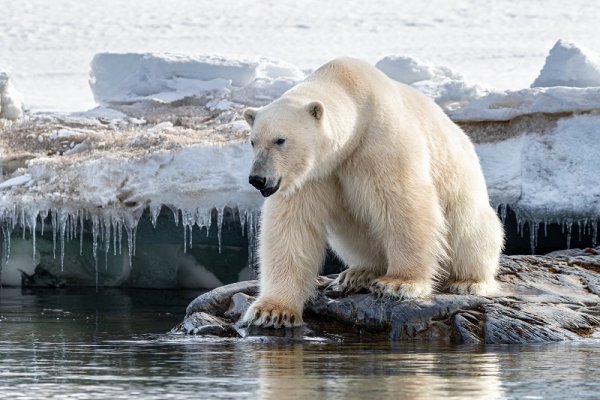 Polar bear sitting at the edge of the fast ice, Svalbard Polar bear sitting at the edge of the fast ice, Svalbard