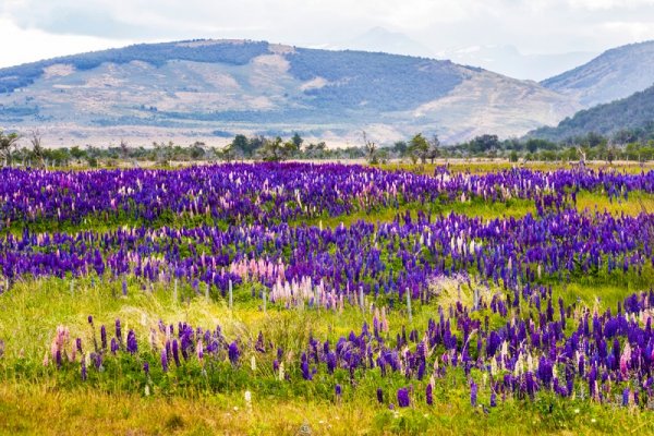 Lupines field, Patagonia Lupines field, Patagonia