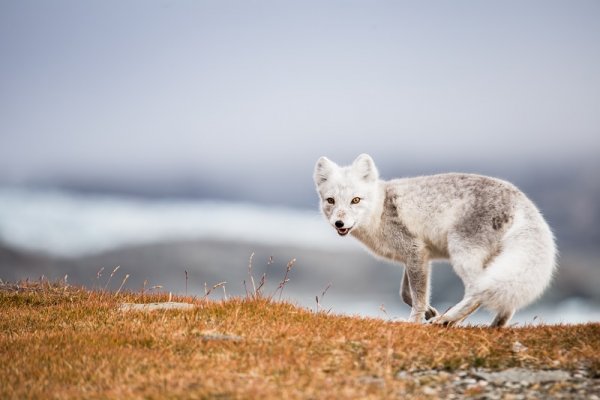 Arctic Fox in Spitsbergen Arctic Fox in Spitsbergen