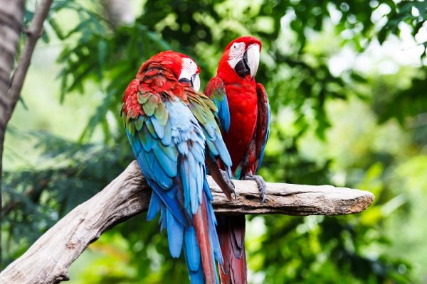 Blue-and-red Macaw, Amazon Raniforest Blue-and-red Macaw, Amazon Raniforest