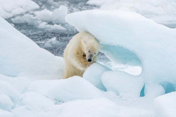 Polar bear scratching its back on ice blocks shutterstock 1551233078 By Kirk Hewlett 800