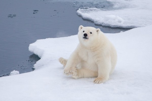 Polar bear on an ice floes, Spitsbergen Polar bear on an ice floes, Spitsbergen
