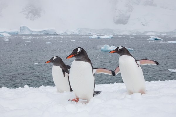 Gentoo penguins walking in the snow, Antarctica Gentoo penguins walking in the snow, Antarctica