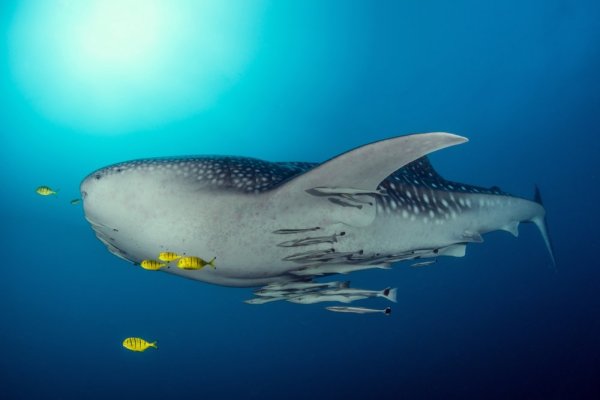 Animal migrations, Whale sharks Animal migrations, Whale sharks