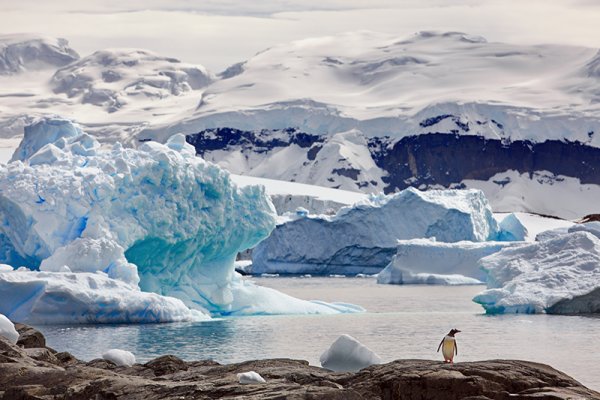 Antarctica’s Gentoo penguins don’t mind how you get to Antarctica – just as long as you come and see them! Antarctica’s Gentoo penguins don’t mind how you get to Antarctica – just as long