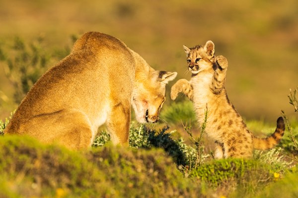Puma in the wild of Patagonia shutterstock 2098166653 800