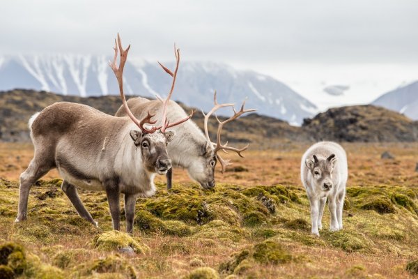 Svalbard reindeer, Spitsbergen Svalbard reindeer, Spitsbergen