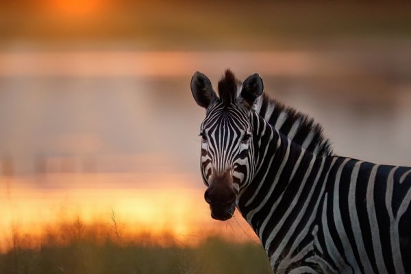 Animal migrations, Zebra in sunset Animal migrations, Zebra in sunset