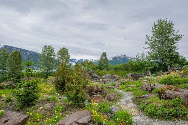 Wilderness around Tromso, Norway, the so-called Capital of Arctic explorations in Europe Stone path through trees and mountains near Tromso