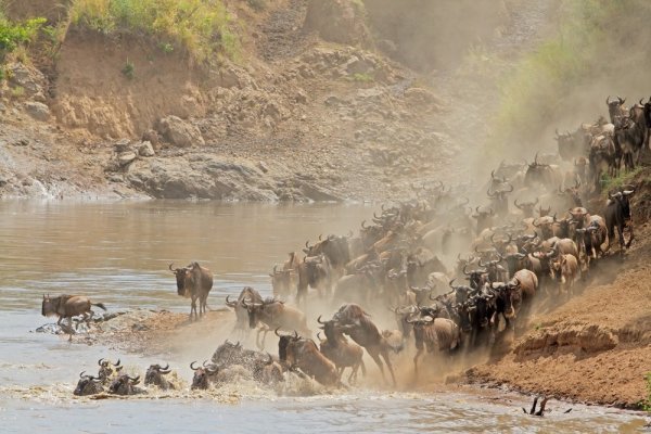 Africa wildlife experiences river crossing Africa wildlife experiences river crossing