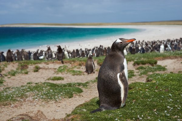 Nature of The Falkland Islands, Antarctica Penguins are numerous in Antarctica
