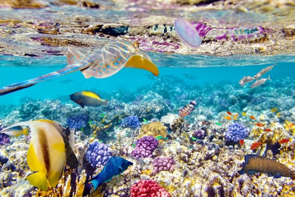 SCUBA diving in Central and South America A diversified wildlife