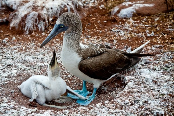Blue footed boobies, Galapagos Islands Blue footed boobies, Galapagos Islands