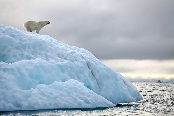 Polar bear on an iceberg, Spitsbergen Polar bear on an iceberg, Spitsbergen