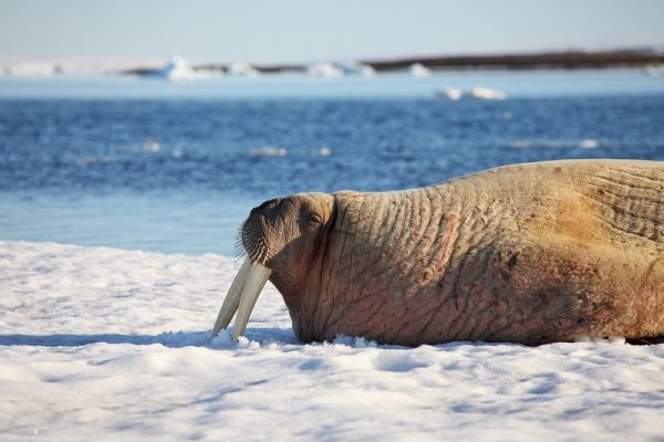 Walrus Cow shutterstock 323498963 By Vladimir Melnik 800