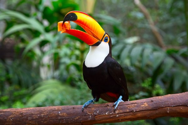 Colorful tucan in the Amazon Rainforest Colorful tucan in the Amazon Rainforest