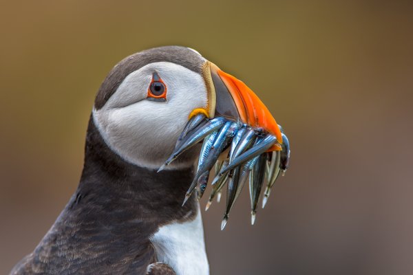 The Atlantic Puffin, known as the ‘clown of the sea’ is one of the most coveted bird sightings on European Arctic cruises An Atlantic Puffin with a mouth full of fish