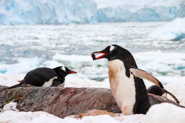 Penguins eating in Archipelago, Antarctica Penguins eating in Archipelago, Antarctica