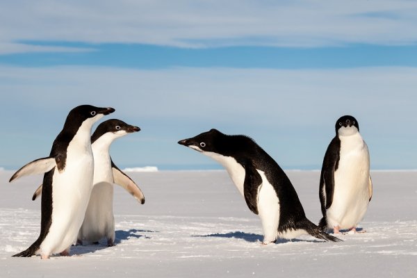 Smallest penguins Adelie, Peninsula Smallest penguins Adelie, Peninsula
