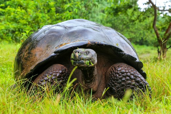 Giant tortoise in the Galapagos Islands Giant tortoise in the Galapagos Islands