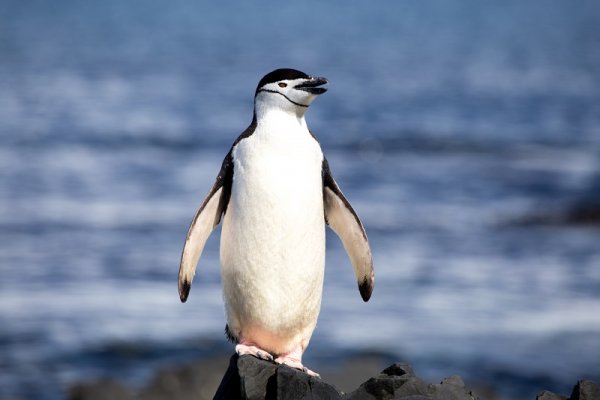 Chinstrap penguin in Peninsula, Antarctica Chinstrap penguin in Peninsula, Antarctica