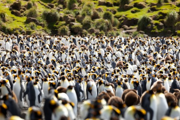 Penguin colony in Macquarie Island, Antarctica A penguins colony