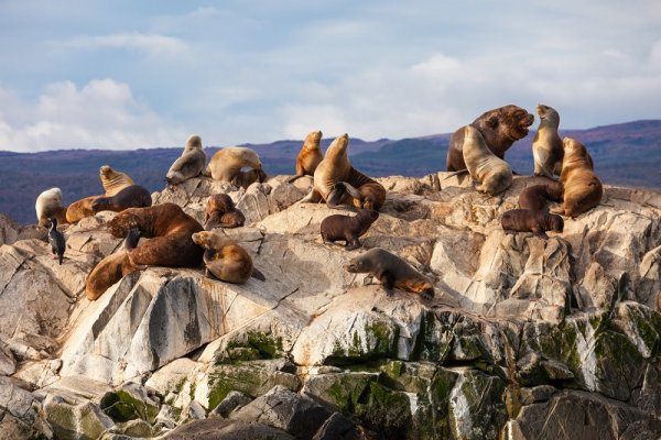 Colony of Seals Colony of Seals