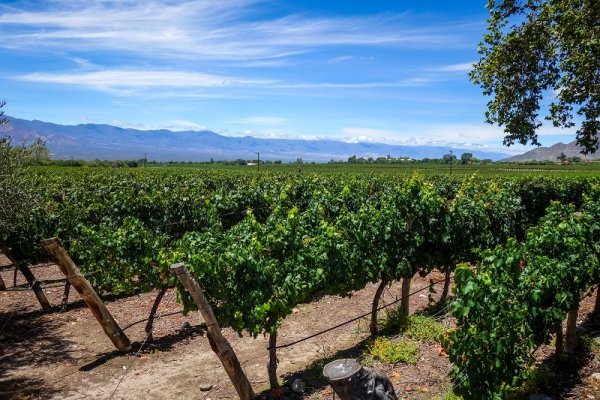 Cafayate vineyard, Argentina Enjoy a wine-tasting in Cafayate