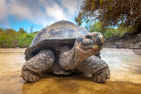 Traditional animal of the Galapagos Islands the Giant Tortoise Traditional animal of the Galapagos Islands the Giant Tortoise