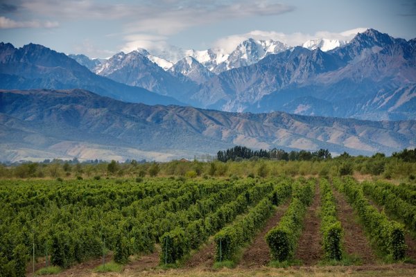 Vineyards of Mendoza, Argentina Vineyards of Mendoza, Argentina