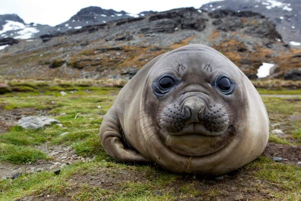 Elephant Seal in South Georgia Elephant Seal in South Georgia