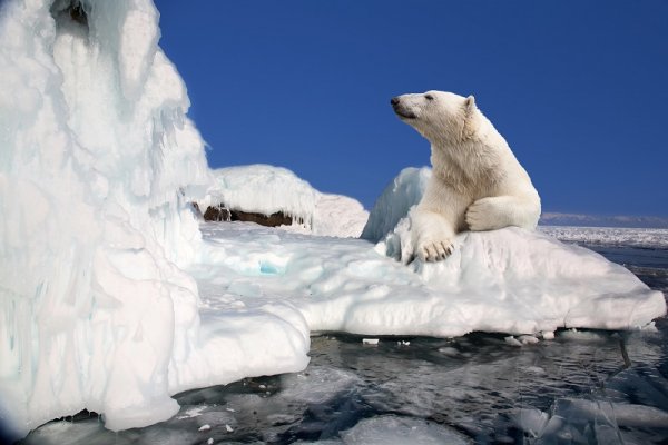Polar bear shutterstock 93409528 By Shchipkova Elena 800