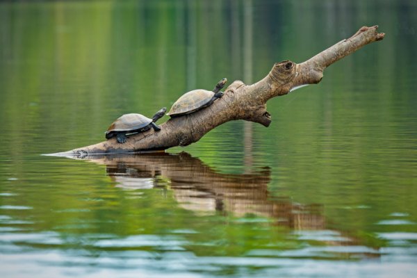 Giant Tortoise Giant Tortoise