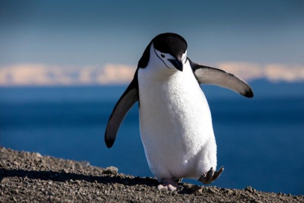 Chinstrap Penguin Chinstrap Penguin