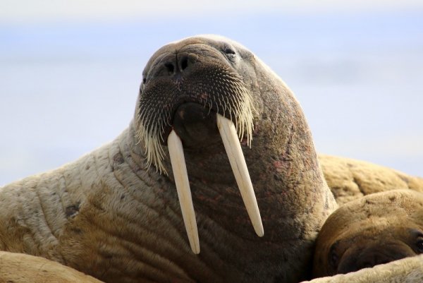 Walrus showing its tusks on ice floe in Canada Walrus showing its tusks on ice floe in Canada