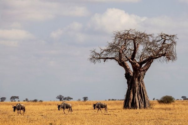 Iconic Baobab tree in Africa Iconic Baobab tree in Africa