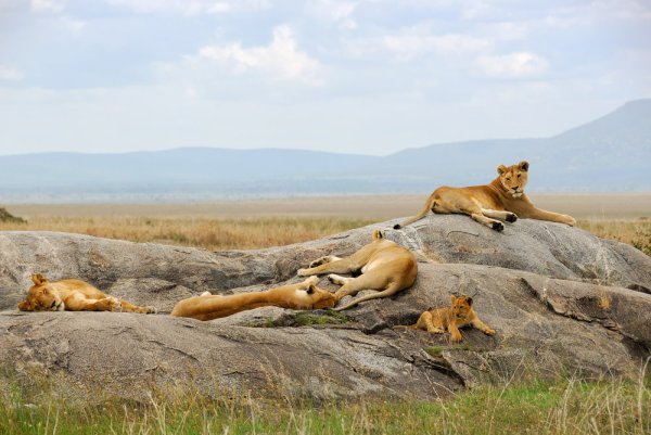 Lions having some rest, South Africa. Lions having some rest South Africa.