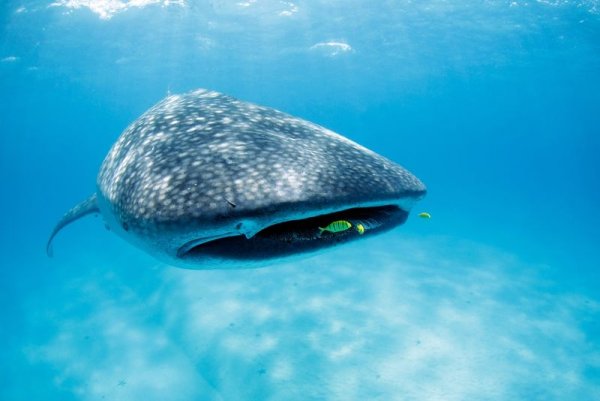 Tanzania safari the Mafia is the best place to swim with whales Tanzania safari the Mafia is the best place to swim with whales